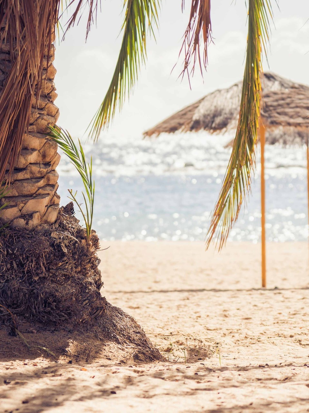 Palms on the beach Palms on the beach